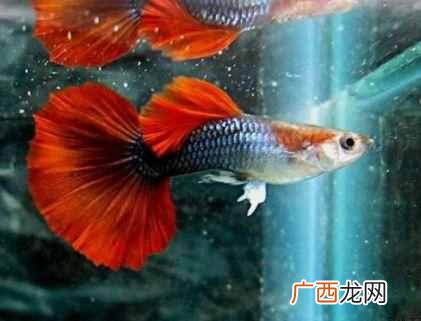 孔雀鱼的养殖技术，孔雀鱼的六种养殖技术