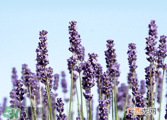 阿芙薰衣草精油可以去痘印吗_作用