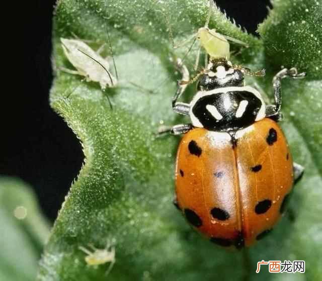 瓢虫吃什么食物，院子里瓢虫如何分辨好坏
