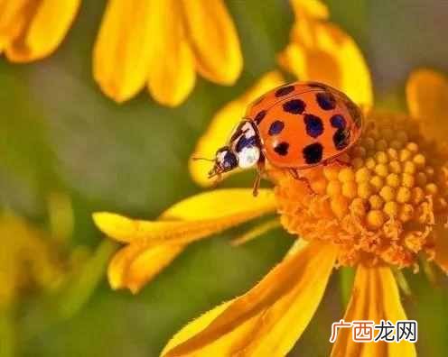 瓢虫吃什么食物，院子里瓢虫如何分辨好坏
