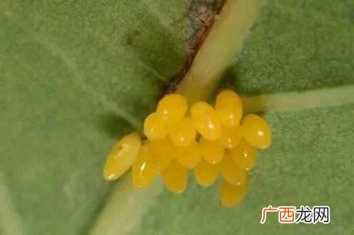 瓢虫吃什么食物，院子里瓢虫如何分辨好坏