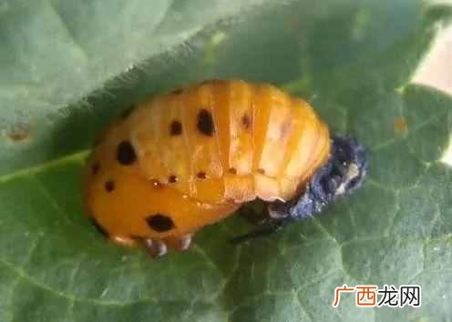 瓢虫吃什么食物，院子里瓢虫如何分辨好坏