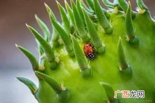 瓢虫吃什么食物，院子里瓢虫如何分辨好坏