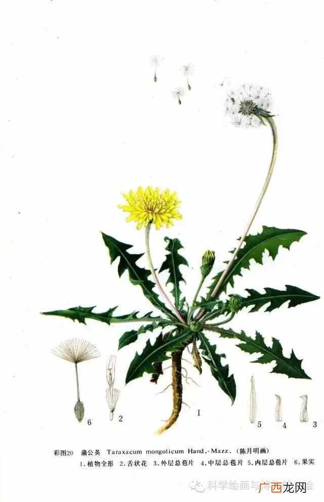 植物传播种子方法,经鸟儿传播的种子能够传播到