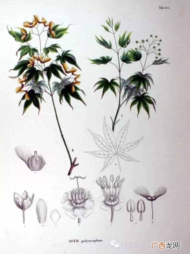植物传播种子方法,经鸟儿传播的种子能够传播到