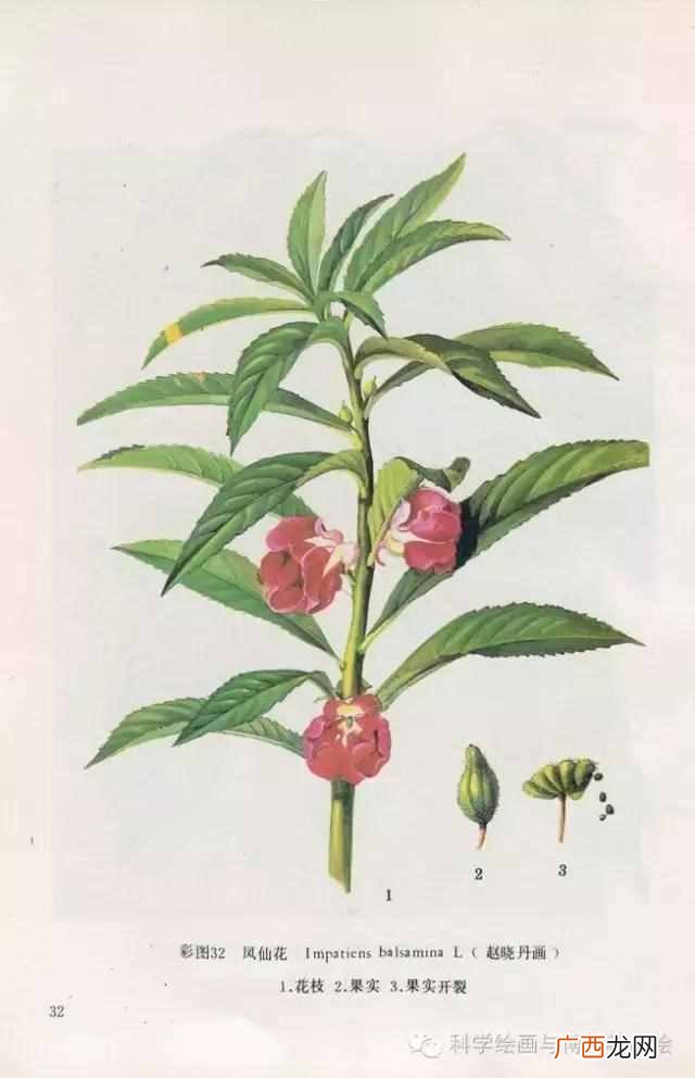 植物传播种子方法,经鸟儿传播的种子能够传播到