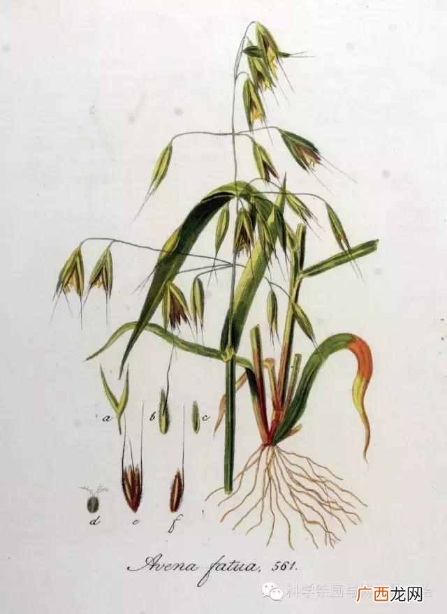植物传播种子方法,经鸟儿传播的种子能够传播到