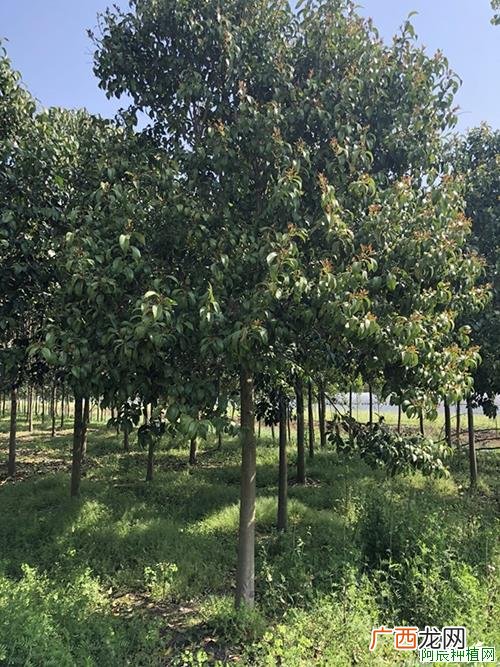 茶花怎么养，茶花的养殖方法和注意事项