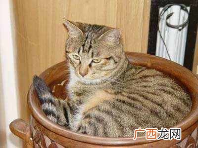 复韵母有哪些,复韵母两个特点三个元音组成你了解吗
