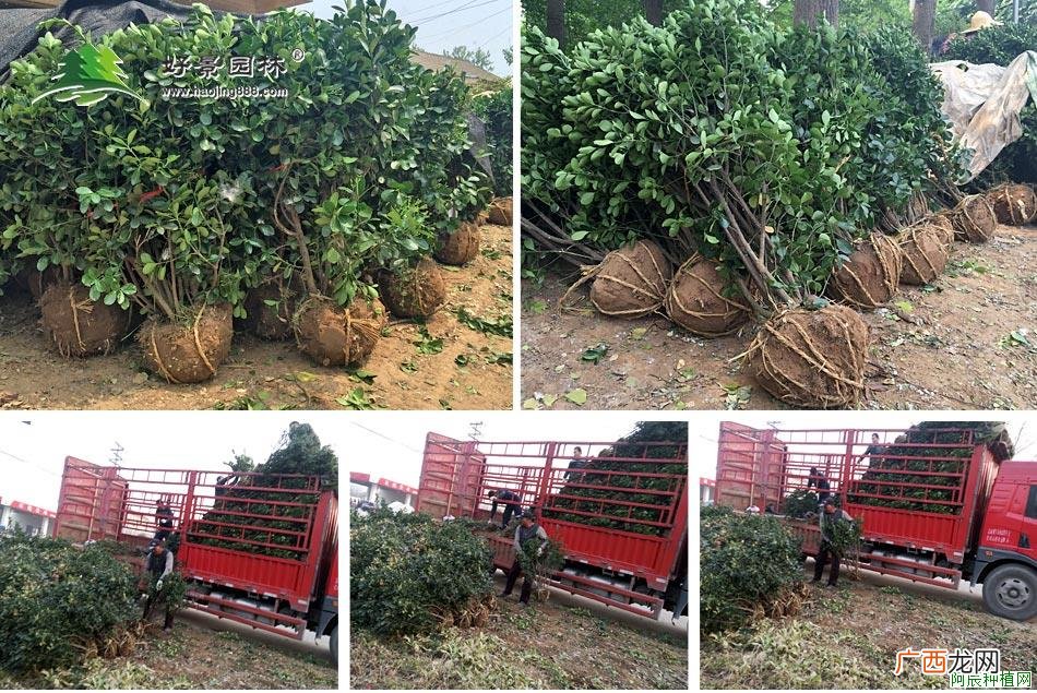 大叶黄杨白粉病的防治方法