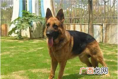 狗狗智商排名,温顺打死也不咬人的狗