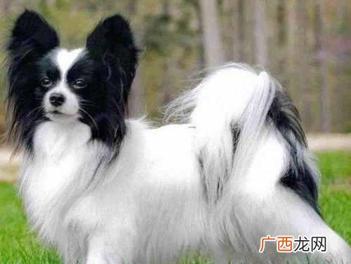 狗狗智商排名,温顺打死也不咬人的狗
