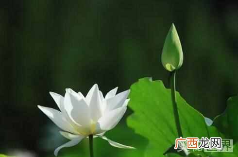 白莲花啥意思，下面就来认识一下白莲花是什么意思