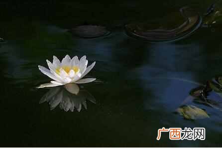白莲花啥意思，下面就来认识一下白莲花是什么意思