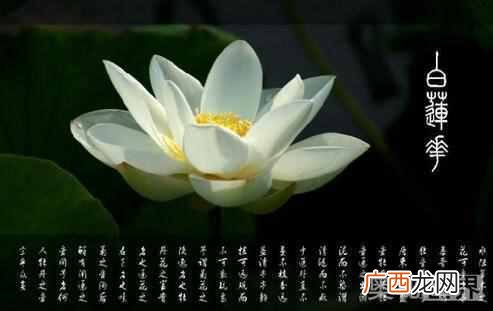 白莲花啥意思，下面就来认识一下白莲花是什么意思