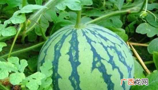 北瓜是什么，北瓜长什么样子的