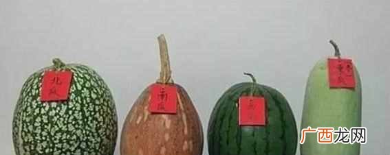 北瓜是什么，北瓜长什么样子的