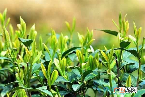 茶叶的功效，茶叶里的主成份都有哪些让我们来了解下
