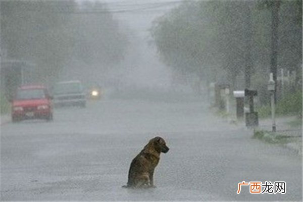 暴雨突袭湖北柳林一家5口家中遇难暴雨有多大的雨