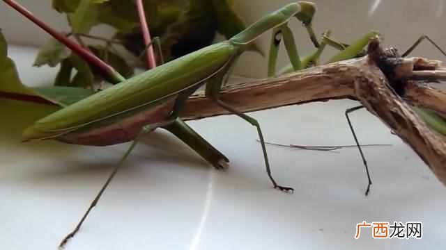 螳螂吃什么食物,在生活中相信大家都见过螳螂这种昆虫
