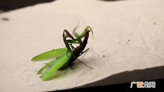 螳螂吃什么食物,在生活中相信大家都见过螳螂这种昆虫