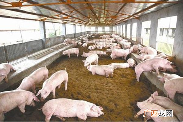 北大才子带领全村数字化养猪增收10倍中国猪场养猪新技术的应用