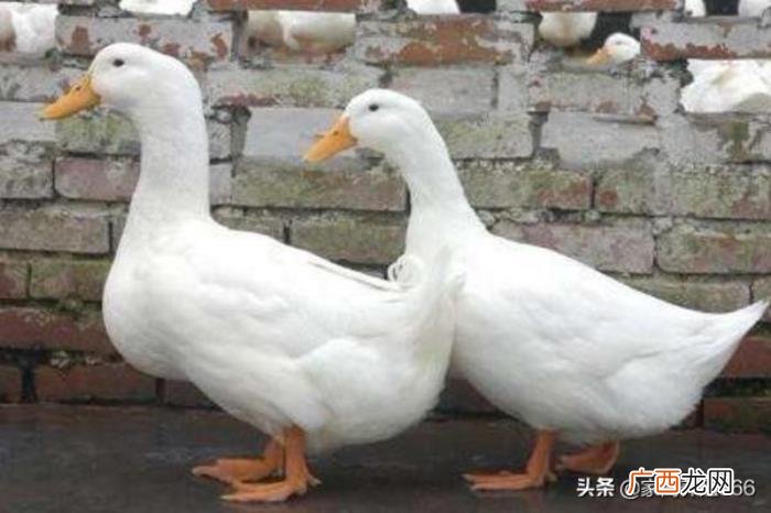 小鸭子怎么养要注意什么，想要养殖好鸭子需要注意哪些
