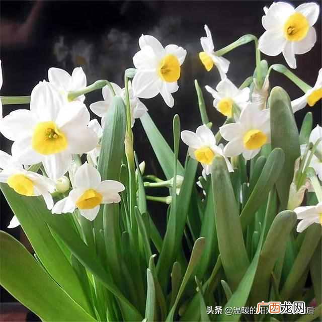 水仙花种植方法,水仙花种植方法水培