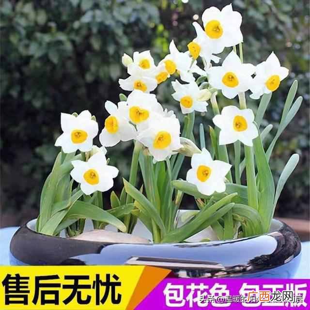 水仙花种植方法,水仙花种植方法水培