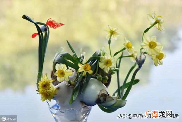 水仙花种植方法,水仙花种植方法水培
