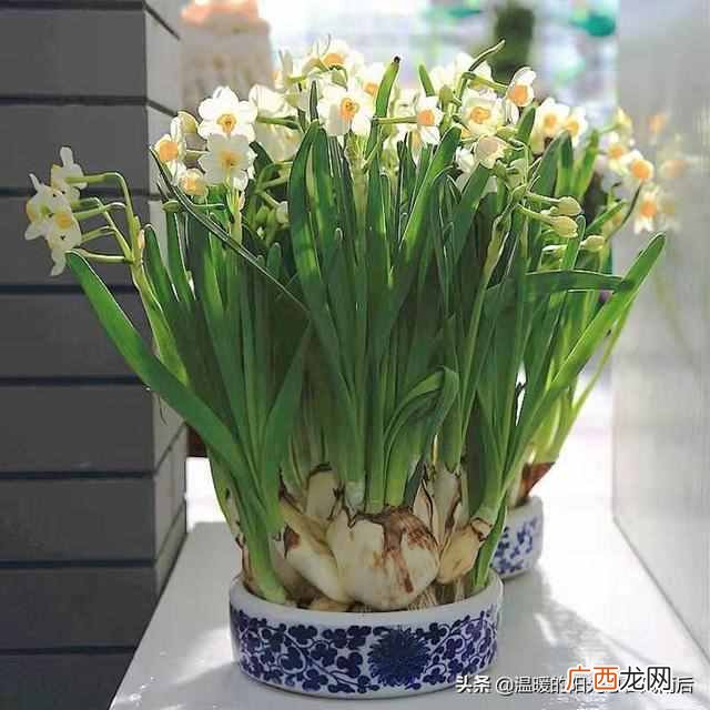 水仙花种植方法,水仙花种植方法水培
