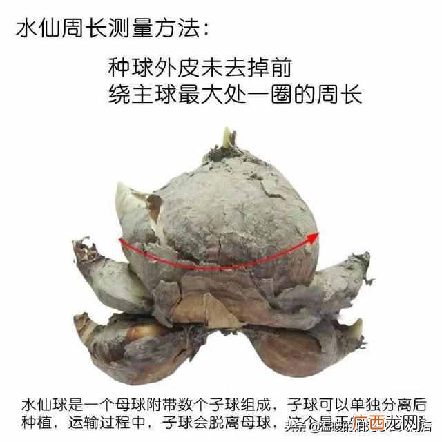 水仙花种植方法,水仙花种植方法水培