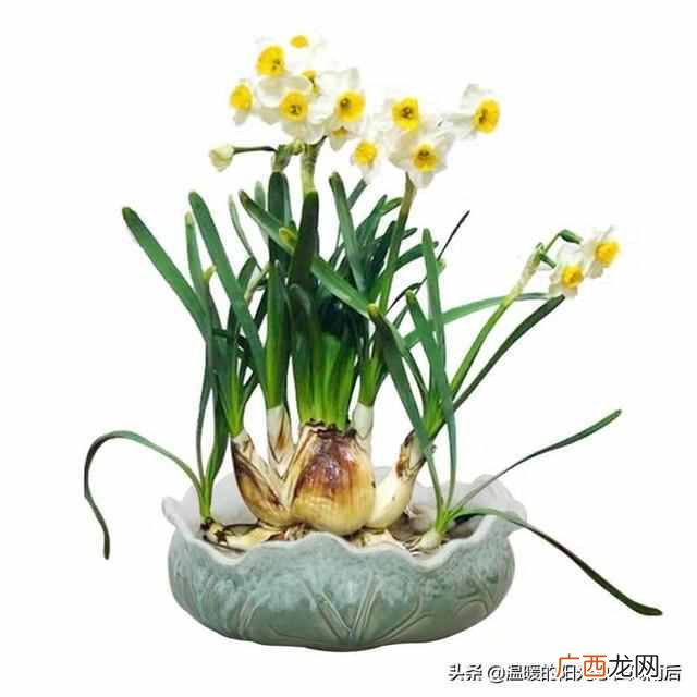 水仙花种植方法,水仙花种植方法水培