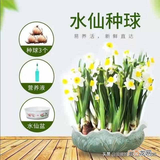 水仙花种植方法,水仙花种植方法水培