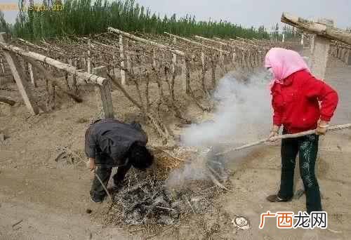 果树栽培技术要点,9种预防冻害果树的方法