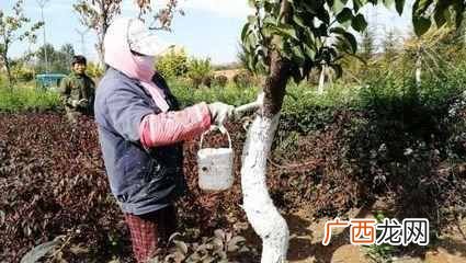 果树栽培技术要点,9种预防冻害果树的方法