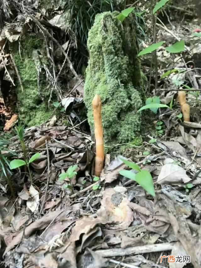 天麻种植方法,天麻种植方法及步骤