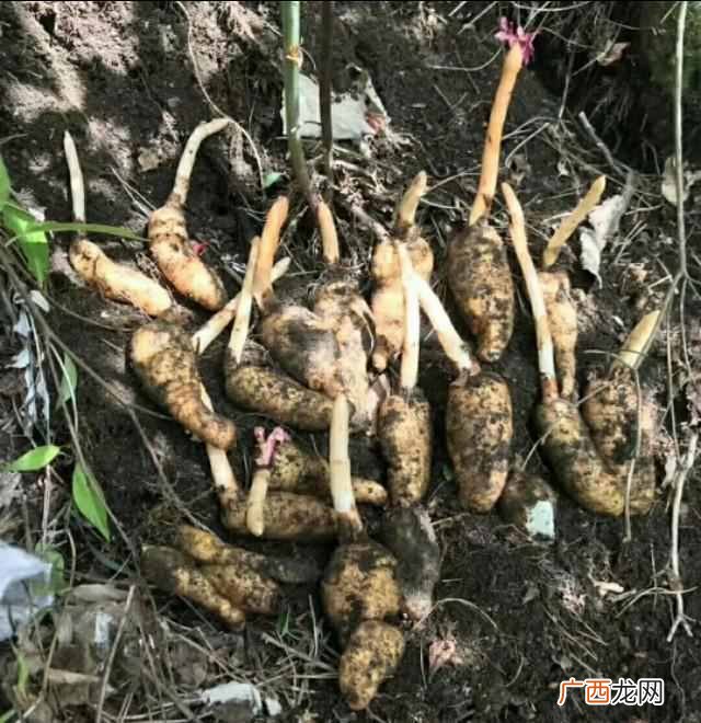 天麻种植方法,天麻种植方法及步骤