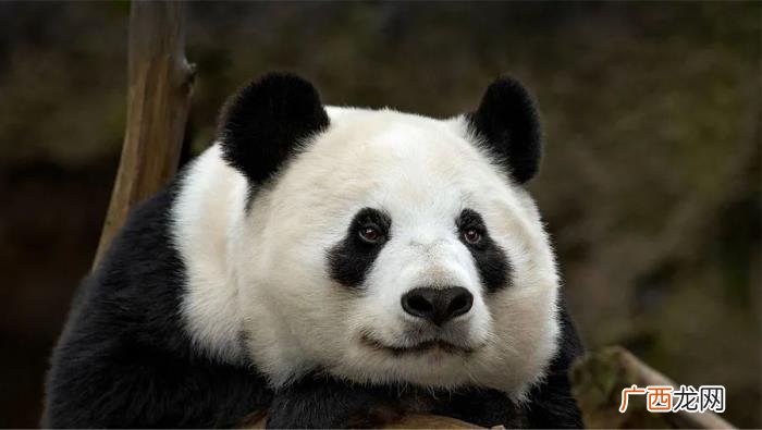 创意儿童画教程｜好想出去玩呀 好想出去玩的图片