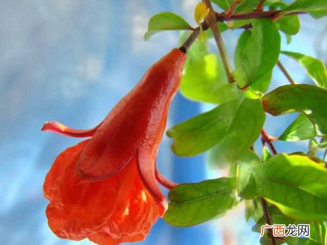 石榴花像什么,就是对石榴花的最好描述石榴花美美得动人心魄