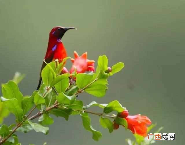 石榴花像什么,就是对石榴花的最好描述石榴花美美得动人心魄