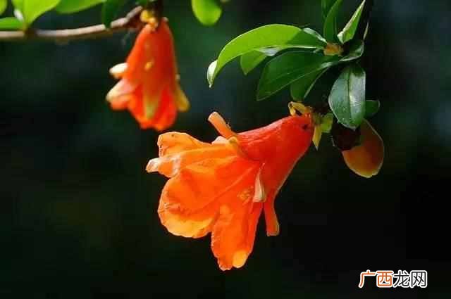 石榴花像什么,就是对石榴花的最好描述石榴花美美得动人心魄