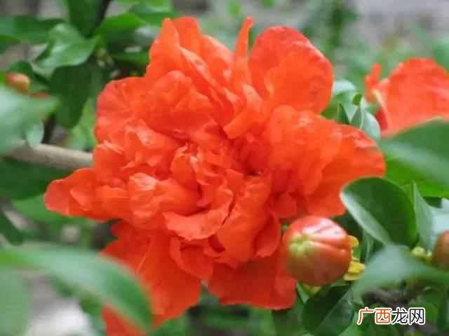 石榴花像什么,就是对石榴花的最好描述石榴花美美得动人心魄