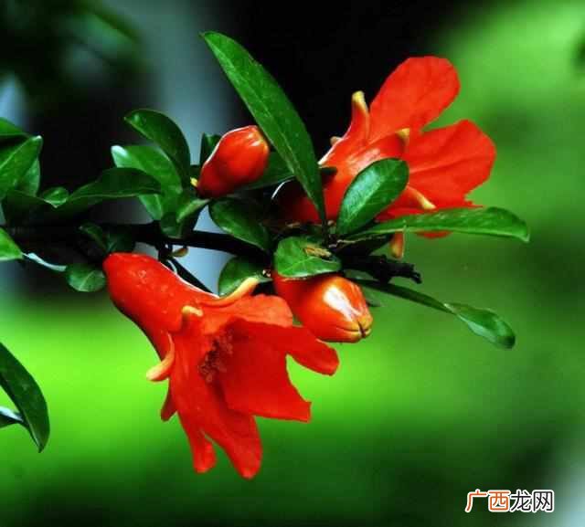 石榴花像什么,就是对石榴花的最好描述石榴花美美得动人心魄
