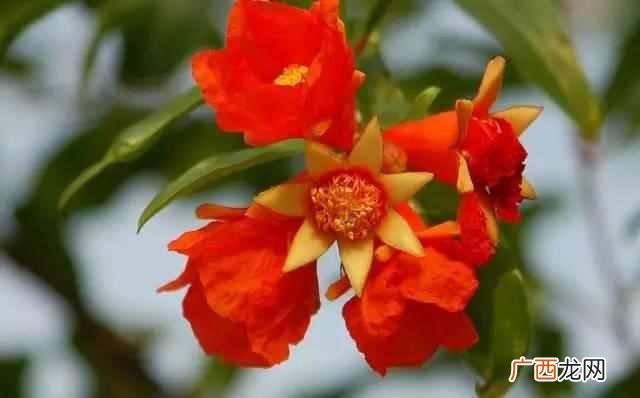 石榴花像什么,就是对石榴花的最好描述石榴花美美得动人心魄