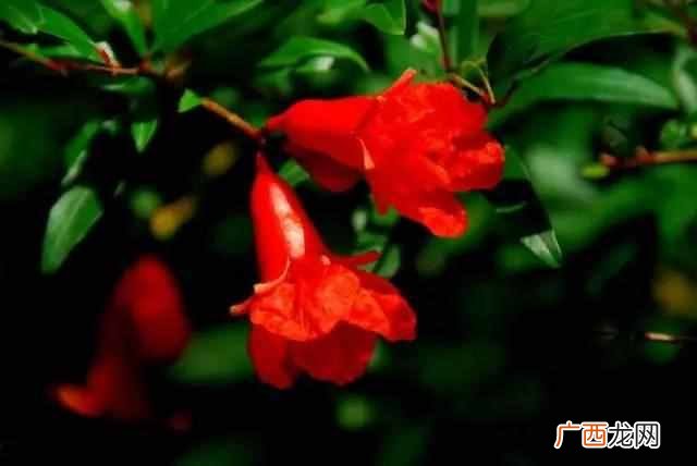石榴花像什么,就是对石榴花的最好描述石榴花美美得动人心魄