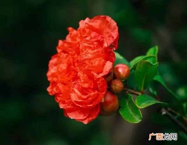 石榴花像什么,就是对石榴花的最好描述石榴花美美得动人心魄