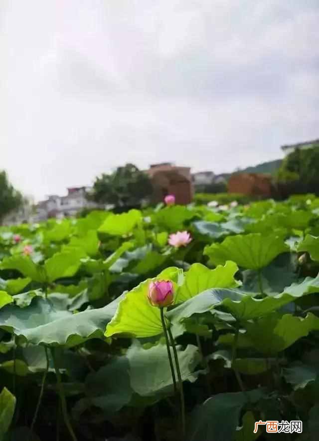 东莞一日游必去的地方,就有一些仿佛置身世外桃源的古村落