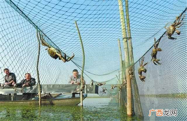 螃蟹吃什么食物,养殖螃蟹吃什么