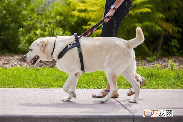 导盲犬可以进入公共场所吗导盲犬一般是什么品种